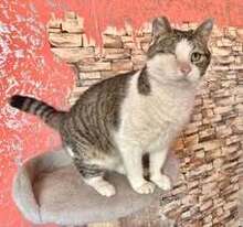 STELLA, Katze, Europäisch Kurzhaar in Belgien - Bild 14