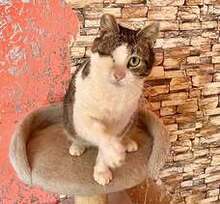 STELLA, Katze, Europäisch Kurzhaar in Belgien - Bild 15