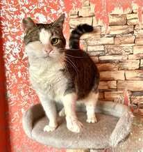 STELLA, Katze, Europäisch Kurzhaar in Belgien - Bild 2
