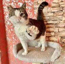 STELLA, Katze, Europäisch Kurzhaar in Belgien - Bild 3