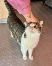 STELLA, Katze, Europäisch Kurzhaar in Belgien - Bild 4