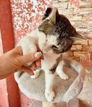 STELLA, Katze, Europäisch Kurzhaar in Belgien - Bild 5