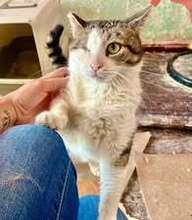 STELLA, Katze, Europäisch Kurzhaar in Belgien - Bild 7