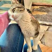 STELLA, Katze, Europäisch Kurzhaar in Belgien - Bild 8