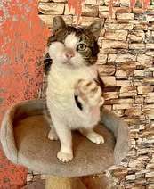 STELLA, Katze, Europäisch Kurzhaar in Belgien - Bild 9
