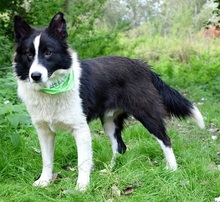 YAHOO, Hund, Mischlingshund in Slowakische Republik - Bild 4