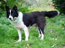 YAHOO, Hund, Mischlingshund in Slowakische Republik - Bild 5