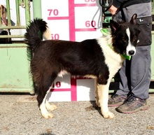 YAHOO, Hund, Mischlingshund in Slowakische Republik - Bild 6