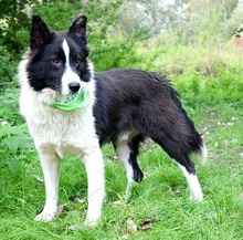 YAHOO, Hund, Mischlingshund in Slowakische Republik - Bild 7