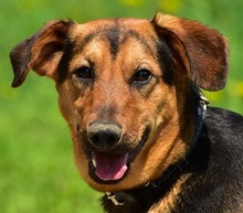 RALFY, Hund, Mischlingshund in Slowakische Republik - Bild 1