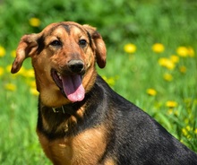 RALFY, Hund, Mischlingshund in Slowakische Republik - Bild 10