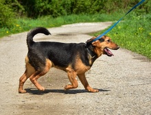 RALFY, Hund, Mischlingshund in Slowakische Republik - Bild 12