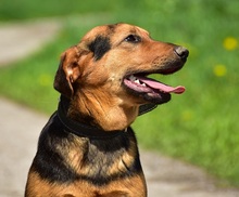 RALFY, Hund, Mischlingshund in Slowakische Republik - Bild 13