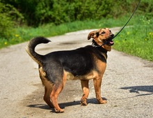 RALFY, Hund, Mischlingshund in Slowakische Republik - Bild 14
