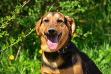 RALFY, Hund, Mischlingshund in Slowakische Republik - Bild 15