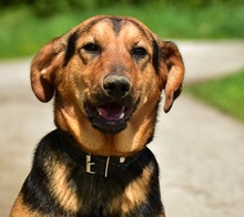 RALFY, Hund, Mischlingshund in Slowakische Republik - Bild 16