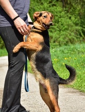 RALFY, Hund, Mischlingshund in Slowakische Republik - Bild 2