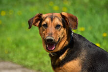 RALFY, Hund, Mischlingshund in Slowakische Republik - Bild 3