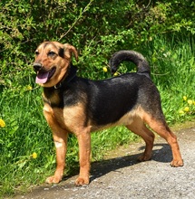 RALFY, Hund, Mischlingshund in Slowakische Republik - Bild 4