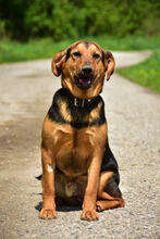 RALFY, Hund, Mischlingshund in Slowakische Republik - Bild 5