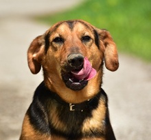 RALFY, Hund, Mischlingshund in Slowakische Republik - Bild 7