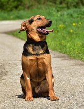 RALFY, Hund, Mischlingshund in Slowakische Republik - Bild 8