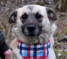FIGARO, Hund, Mischlingshund in Slowakische Republik - Bild 1