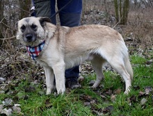 FIGARO, Hund, Mischlingshund in Slowakische Republik - Bild 10