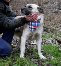FIGARO, Hund, Mischlingshund in Slowakische Republik - Bild 2