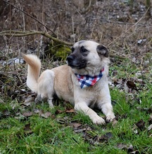 FIGARO, Hund, Mischlingshund in Slowakische Republik - Bild 3