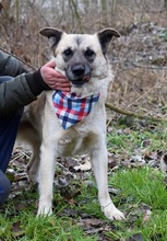 FIGARO, Hund, Mischlingshund in Slowakische Republik - Bild 4