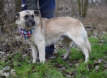 FIGARO, Hund, Mischlingshund in Slowakische Republik - Bild 6