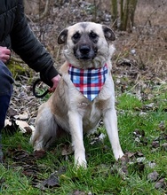 FIGARO, Hund, Mischlingshund in Slowakische Republik - Bild 7