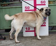 FIGARO, Hund, Mischlingshund in Slowakische Republik - Bild 8