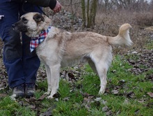 FIGARO, Hund, Mischlingshund in Slowakische Republik - Bild 9