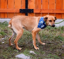 EMILIAY152, Hund, Mischlingshund in Slowakische Republik - Bild 10