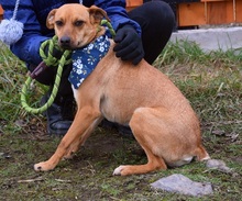 EMILIAY152, Hund, Mischlingshund in Slowakische Republik - Bild 2