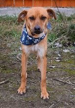 EMILIAY152, Hund, Mischlingshund in Slowakische Republik - Bild 3