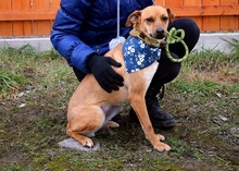 EMILIAY152, Hund, Mischlingshund in Slowakische Republik - Bild 4