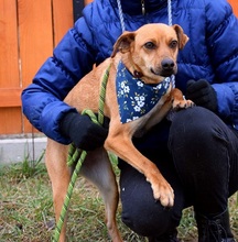 EMILIAY152, Hund, Mischlingshund in Slowakische Republik - Bild 5