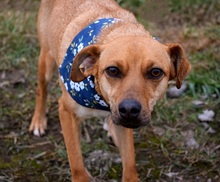 EMILIAY152, Hund, Mischlingshund in Slowakische Republik - Bild 6