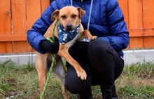 EMILIAY152, Hund, Mischlingshund in Slowakische Republik - Bild 8