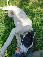 JONES, Hund, Mischlingshund in Spanien - Bild 10