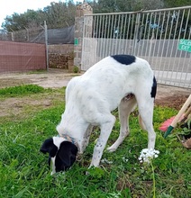 JONES, Hund, Mischlingshund in Spanien - Bild 11