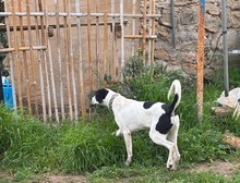 JONES, Hund, Mischlingshund in Spanien - Bild 12