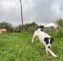 JONES, Hund, Mischlingshund in Spanien - Bild 4
