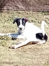 JONES, Hund, Mischlingshund in Spanien - Bild 6