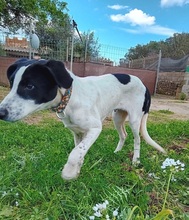 JONES, Hund, Mischlingshund in Spanien - Bild 7