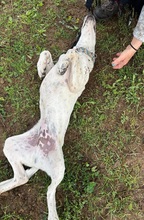 JONES, Hund, Mischlingshund in Spanien - Bild 8
