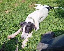 JONES, Hund, Mischlingshund in Spanien - Bild 9